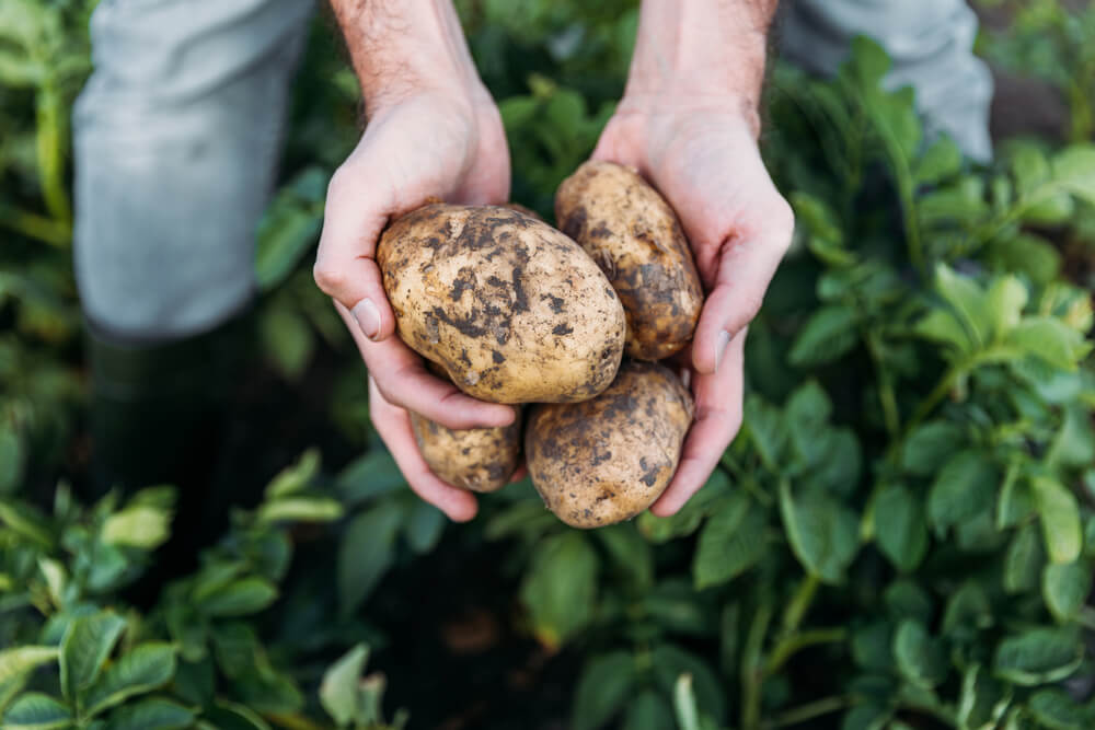 Ziemniaki z uprawy w gospodarstwie ekologicznym
